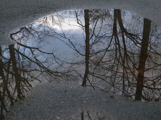 bare trees reflection in puddle in winter