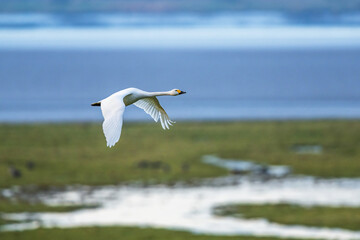 Tundra Swan, Bewick's Swan, Cygnus columbianus at winter in Slimbridge, England