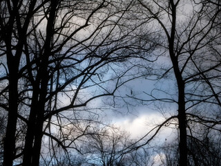 bare trees against winter sky in February      