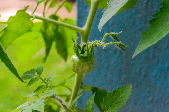 Un tomate verde que crece en un rinc&oacute;n inc&oacute;modo. Las plantas siempre encuentran una forma de crecer.