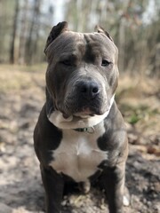 american staffordshire terrier