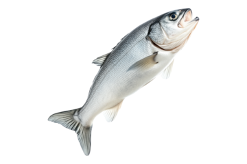 Haddock fish isolated on white transparent background, concept of marine life.