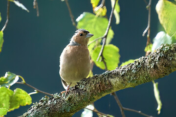 a bird sitting on a branch