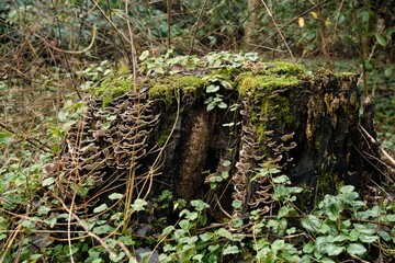 trunk in forest