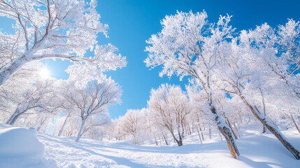 Obraz premium Snow-covered trees sparkle under bright blue sky in winter landscape