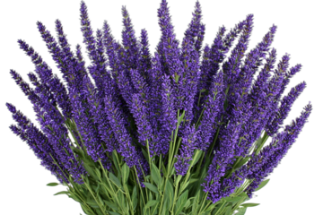 a vase with purple flowers on a transparent background PNG image, PNG file, Generative art.