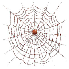 Obraz premium a spider web on a transparent background PNG image, PNG file, Generative art.