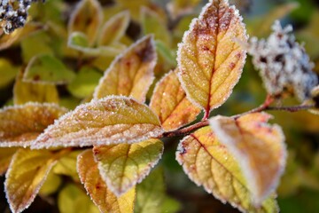 autumn leaves on the tree