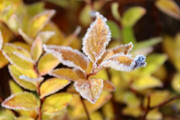 frost covered leaves
