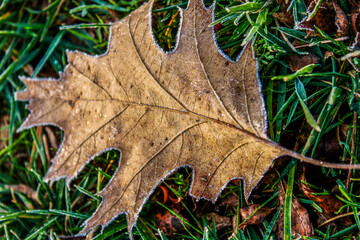 oak leaf on the ground