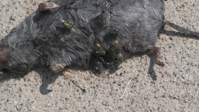 Closeup of Green and Blue bottle flies feeding on a dead Northern short-tailed shrew in Minnesota
