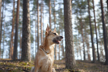 A Jack Russell Terrier and Viszla standing together amidst tall trees in a forest setting. The duo's attentive pose highlights their companionship and connection to nature.