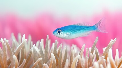 A beautiful blue fish is swimming in a vibrant pink and white coral reef. The fish is the main...