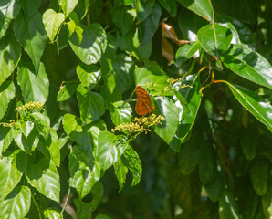 Mariposa naranja en un jardín. Es una mariposa monarca. Era un día soleado y ventoso.