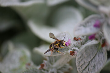 bee on a flower