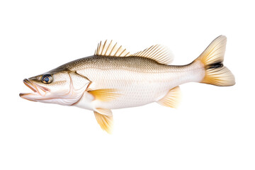Freshwater Walleye fish with vivid golden fins and detailed scales isolated on white transparent background.