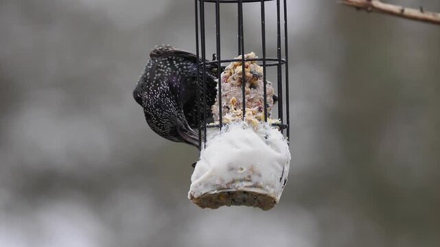 Star (Sturnus vulgaris)  
