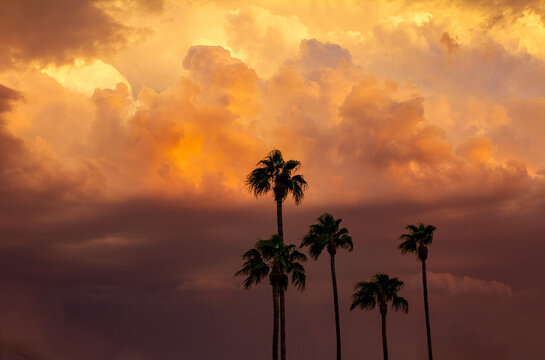 palm trees at sunset