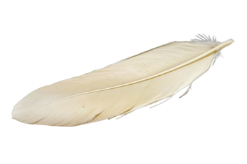 a feather from a bird on a transparent background PNG image, PNG file, Generative art.