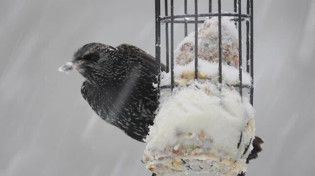 Star (Sturnus vulgaris)  