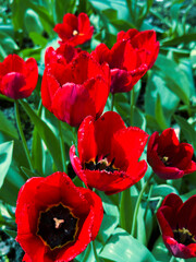 background top view on red tulips