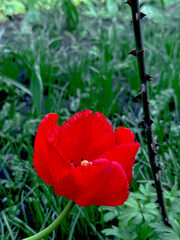 red tulip on the grass background 