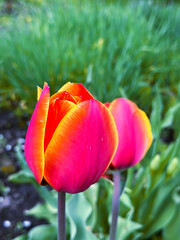 red and yellow tulips in the garden
