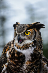 Wildlife of Victoria Island, British Columbia 