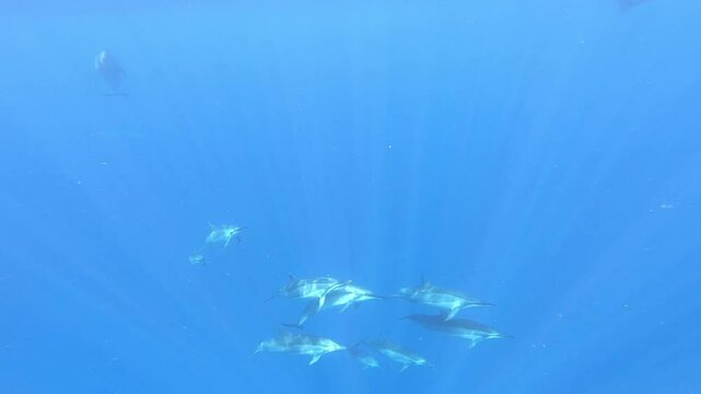 Hawaiian spinner dolphin swimming appear in the bright blue ocean Kona coast on the Big Island of Hawaii dolphin group swimming in sleep trance  (USWS) unihemispheric slow-wave sleep dolphin pod