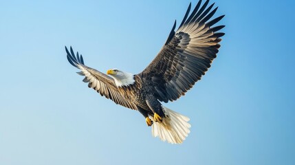 Obraz premium A majestic eagle soaring against a clear blue sky, Wildlife scene, Majestic style