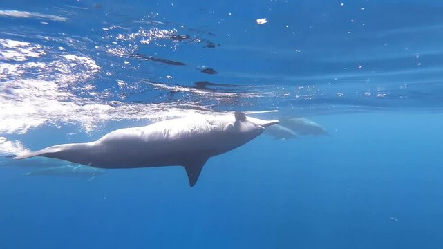 Hawaiian spinner dolphin signaling to the pod of dolphins swimming underwater in sleep trance ( USWS ) bright blue ocean of Kona coast the Big Island of Hawaii dolphins unihemispheric slow-wave sleep
