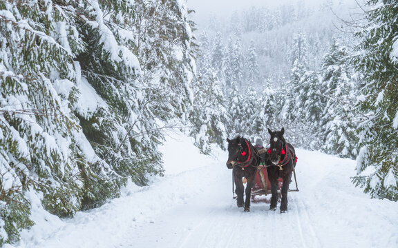 para koni ciągnie sanie w zimowej g&oacute;rskiej scenerii