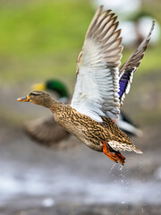 Mallard, Anas platyrhynchos, bird in flight over winter marshes