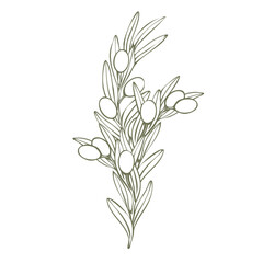 Hand drawn olive branch vector illustration with linear style and green outline. Minimalistic composition. elegant botanical elements for logos, packaging, prints, textiles, menu