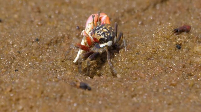 Close-up 4K footage of a fiddler crab (Uca rapax) on a Madagascar island, showcasing the unique behavior and appearance of this fascinating species in its natural coastal habitat.