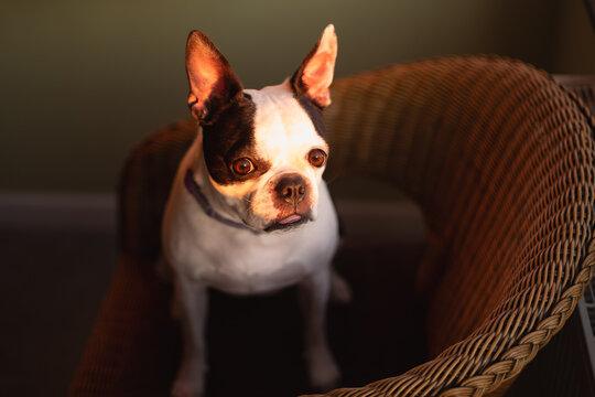 Boston Terrier dog sitting in a wicker chair lit by the glow of a sunset through the window.