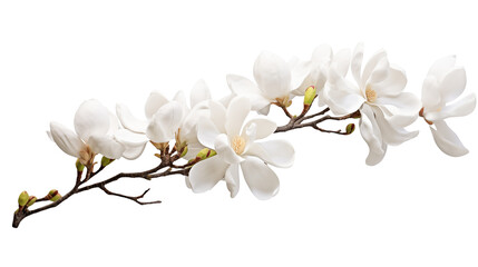 Obraz premium Elegant Magnolia Blossoms Branch Spring Flowers White Magnolia Nature Photography Floral Design