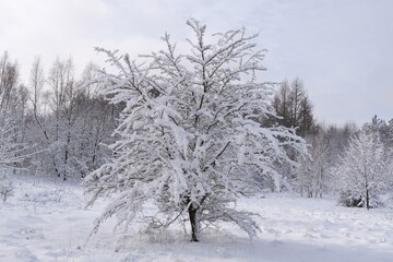 Scenery of very snowy single tree on field in winter day.
