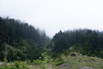 A breathtaking view of the Kackar Mountains in Rize, Turkey, covered in lush green forests and misty valleys. A serene and majestic natural landscape