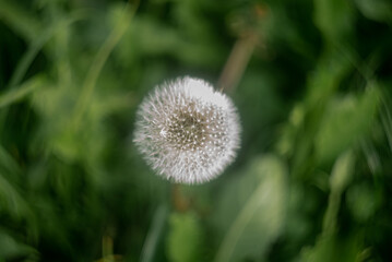 Obraz premium dandelion on green background, dandelion in the grass 