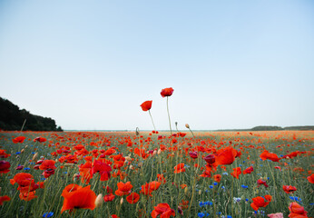 Field of red poppies against a blue sky © Nastassia