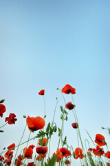Obraz premium Red poppies against blue sky, view from below
