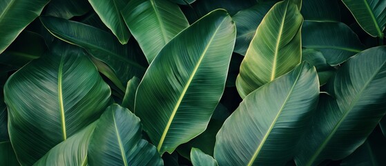 Vibrant tropical leaves create a lush background perfect for design or presentation needs