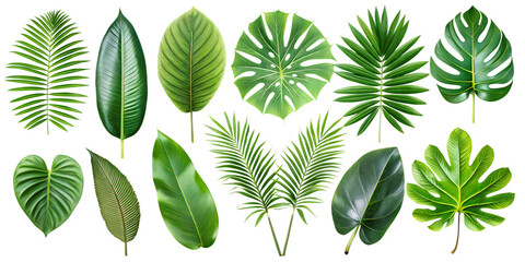 green leaves isolated on white