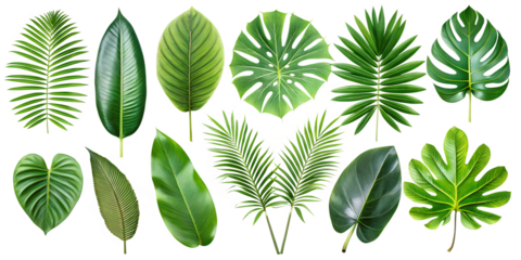 green leaves isolated on white