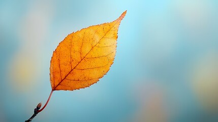 Obraz premium Single autumn leaf, close-up, blurred background, nature photography, seasonal design