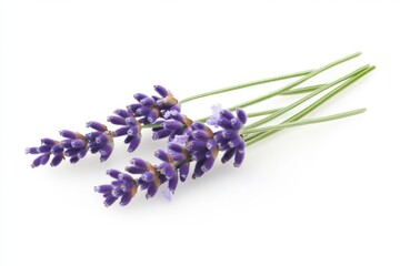 Fototapeta premium Lavender Flowers on White Background