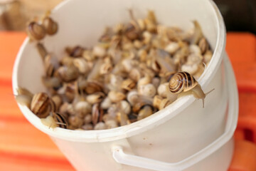 Lisbon, Portugal. Fresh caught snails for sale. Known as caraois, locals enjoy this as a traditional dish.
