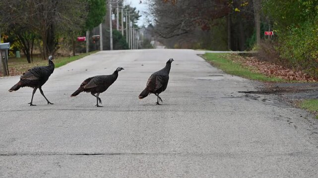 Wild Turkeys on the Road