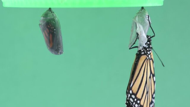 A Monarch butterfly hanging on its chrysalis to dry the wings just after emerging.